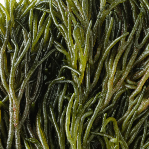 C1628797-D877-4890-BFE9-804F50C237D9.png