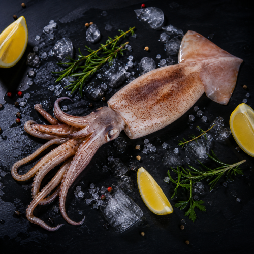 frische Tintenfische