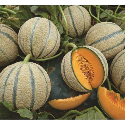 melon cantaloupe.jpeg